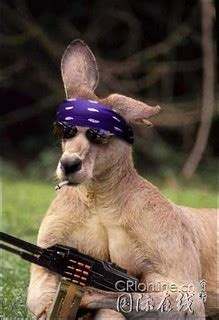 Red Roo Defense